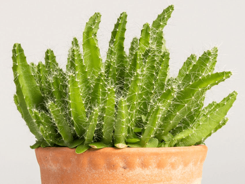 Clay's Secret: The Benefits Of Terracotta Pots
