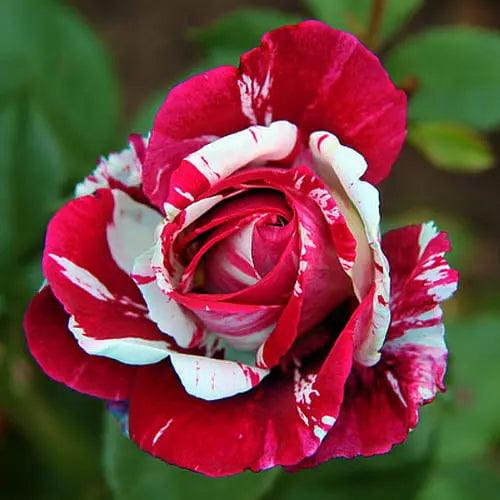 Variegated Roses, Variegated Roses Colorful Beauty