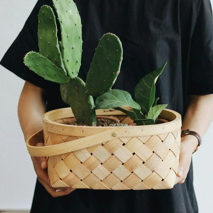 Plant Based Holidays: Gifting Living Decor for Special Occasions