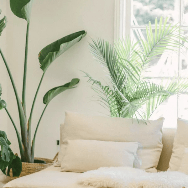 Bird of Paradise: A Stunning Addition to Your Home Decor