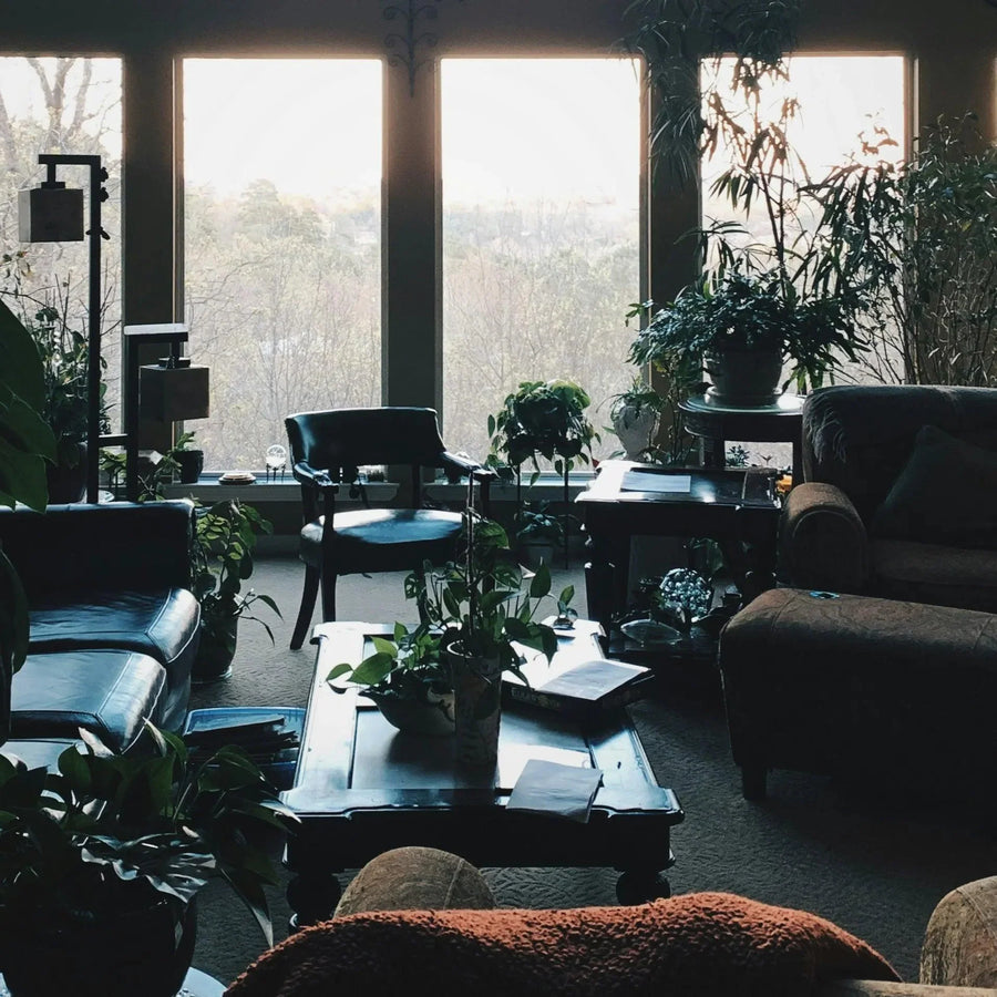 The Ultimate Guide to Choosing the Perfect Indoor Trees for Your Home