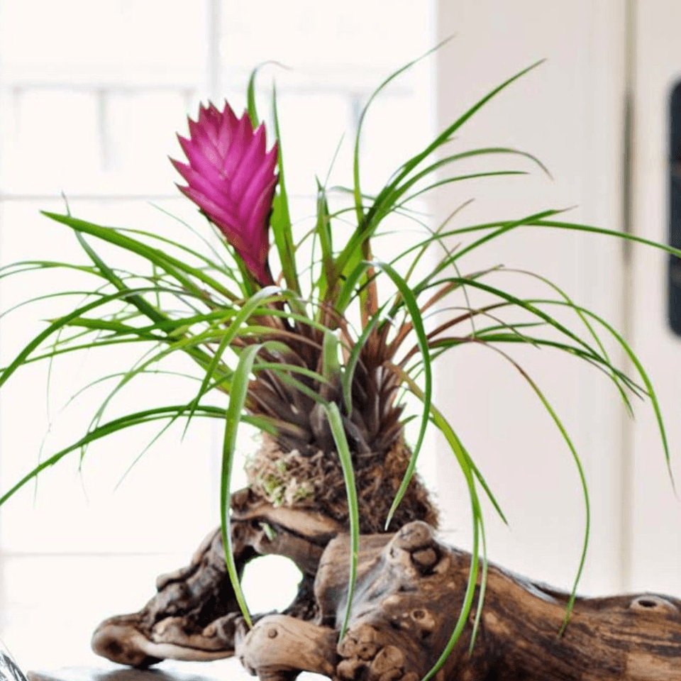 live air plants near me High Quality Live Air Plant Tillandsia Ionantha main image 0