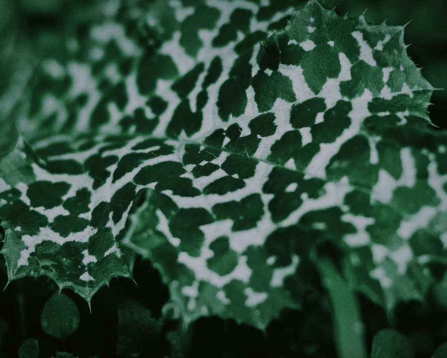 How to Revert a Reverted Variegated Plant