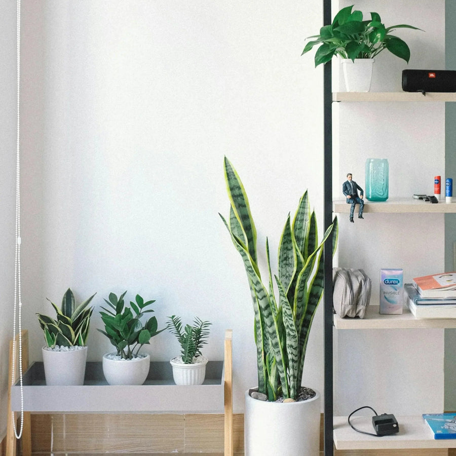 Indoor Gardening: A Green Oasis at Home