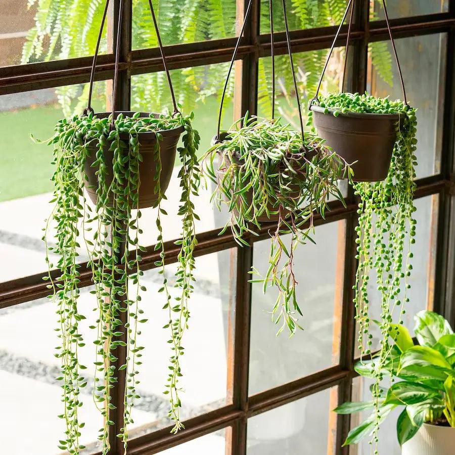 Top 5 Hanging Succulent Plants You Need in Your Space