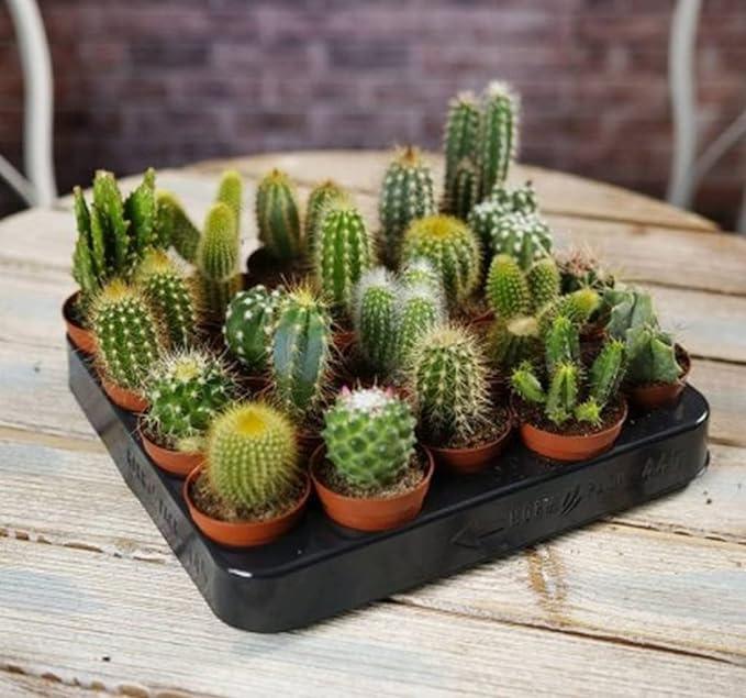 How to Propagate Cactus Plants Successfully