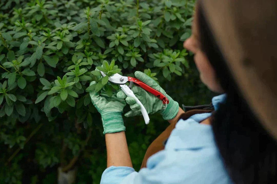 Pruning and Trimming: How to Maintain Plant Shape