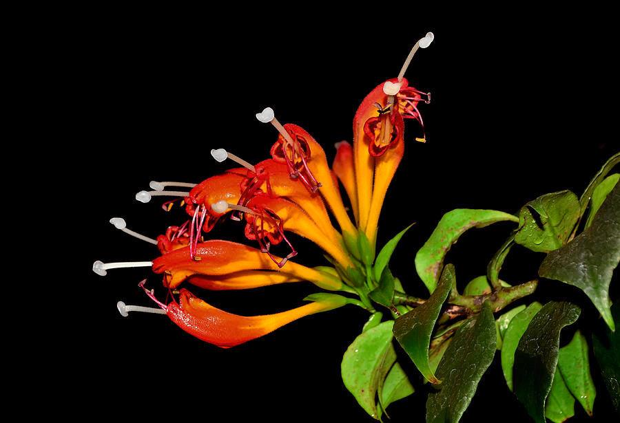 Aeschynanthus