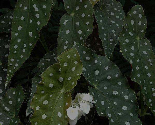Begonia