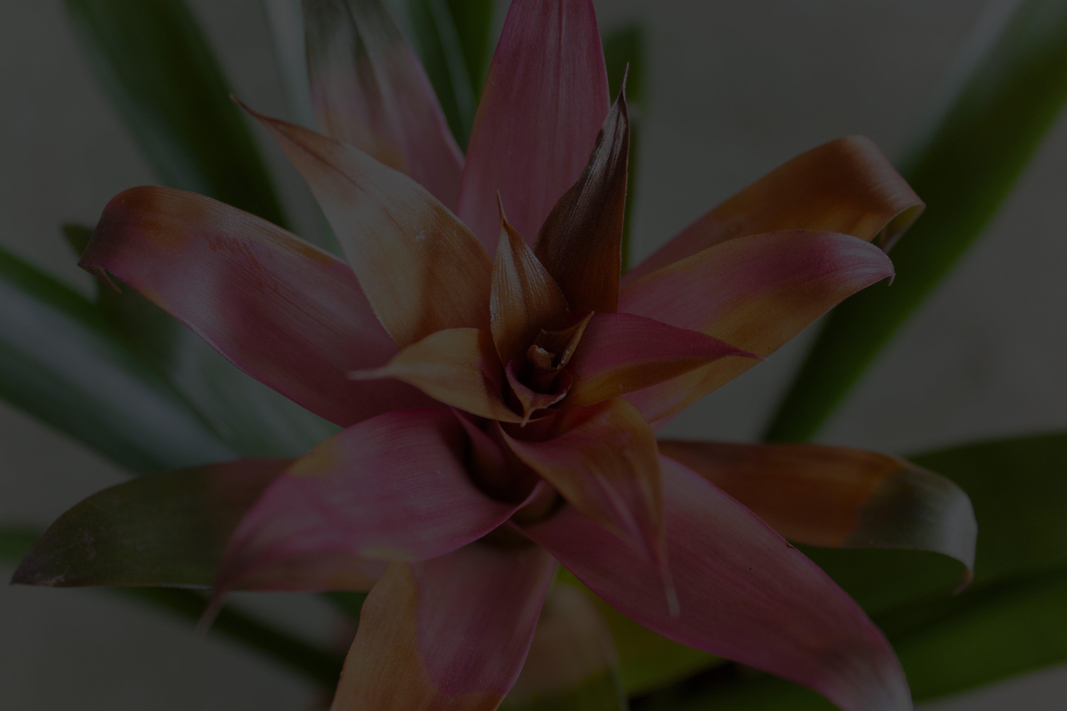 Bromeliaceae