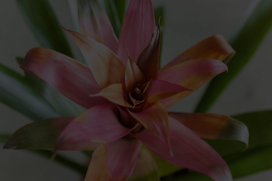 Bromeliaceae