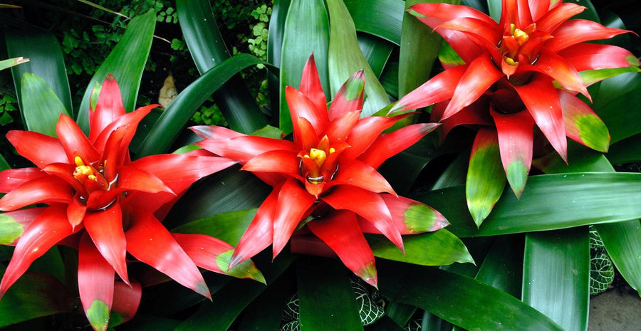 Bromeliad
