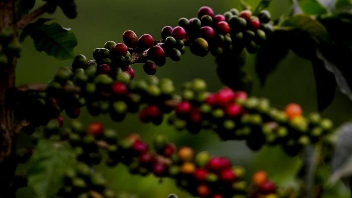 Coffea