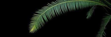 Dioon