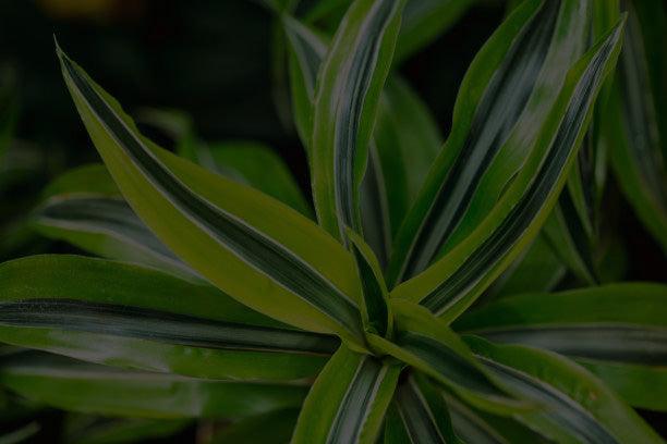 Dracaena
