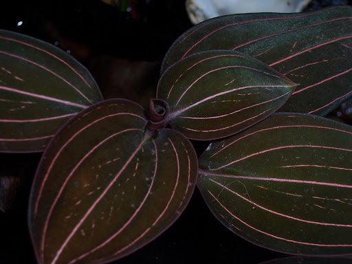 Ludisia