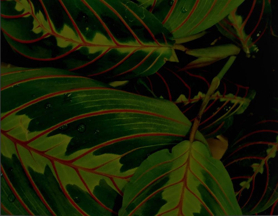 Maranta