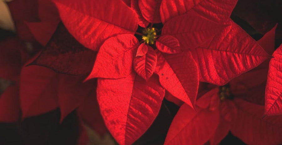 Poinsettia