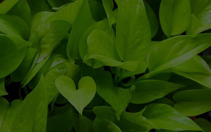 Pothos