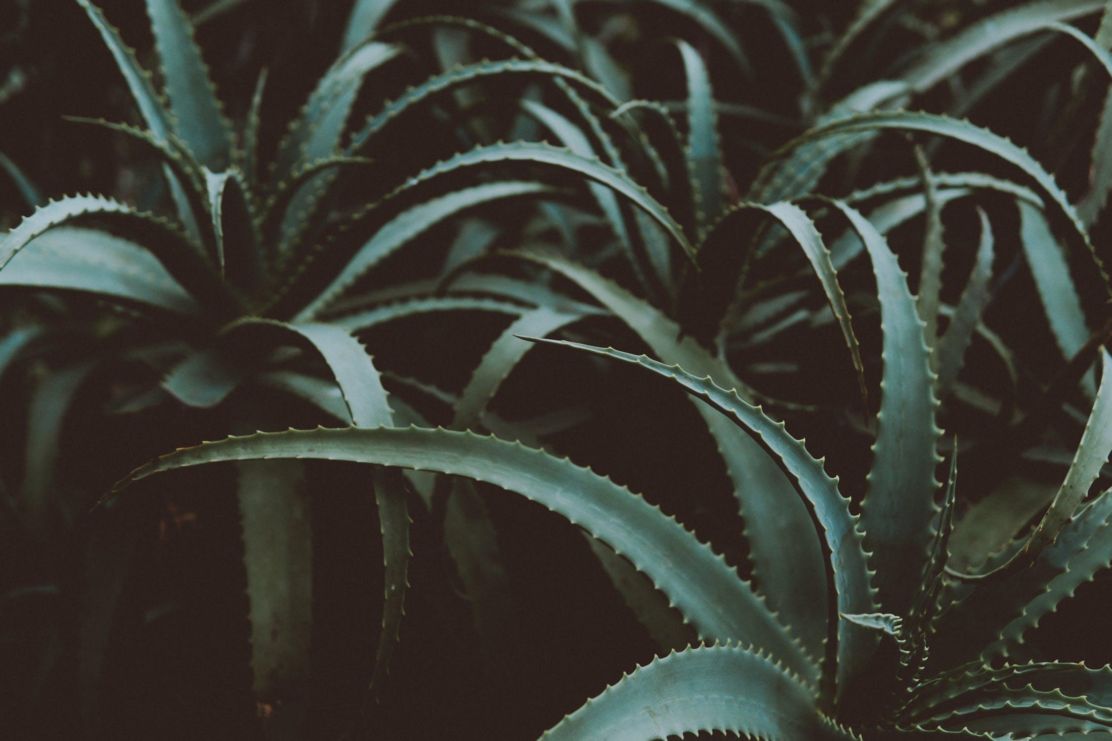 Air Purifying Plants