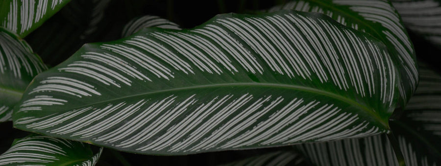 Striped Plants