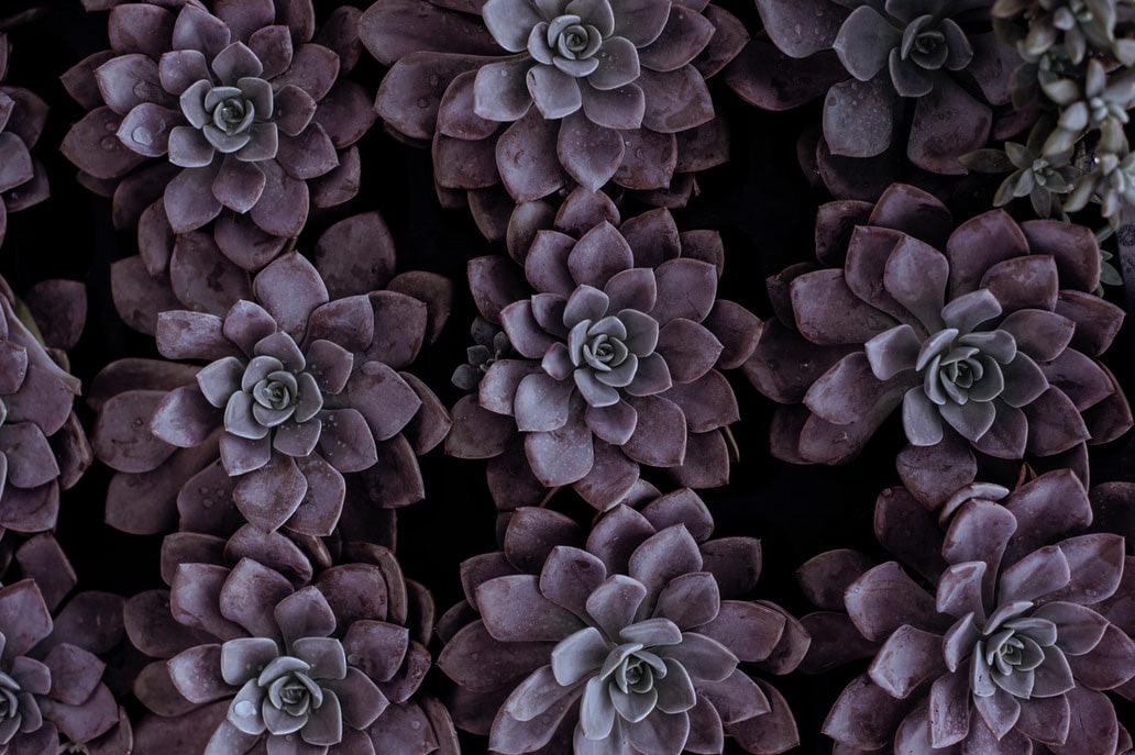 Succulents on Sale