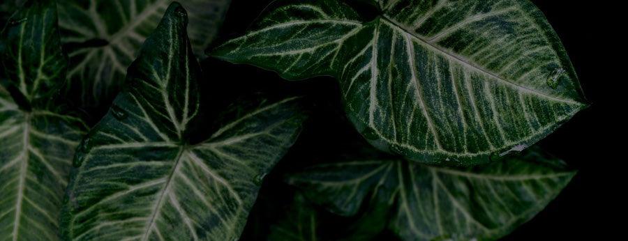 Syngonium
