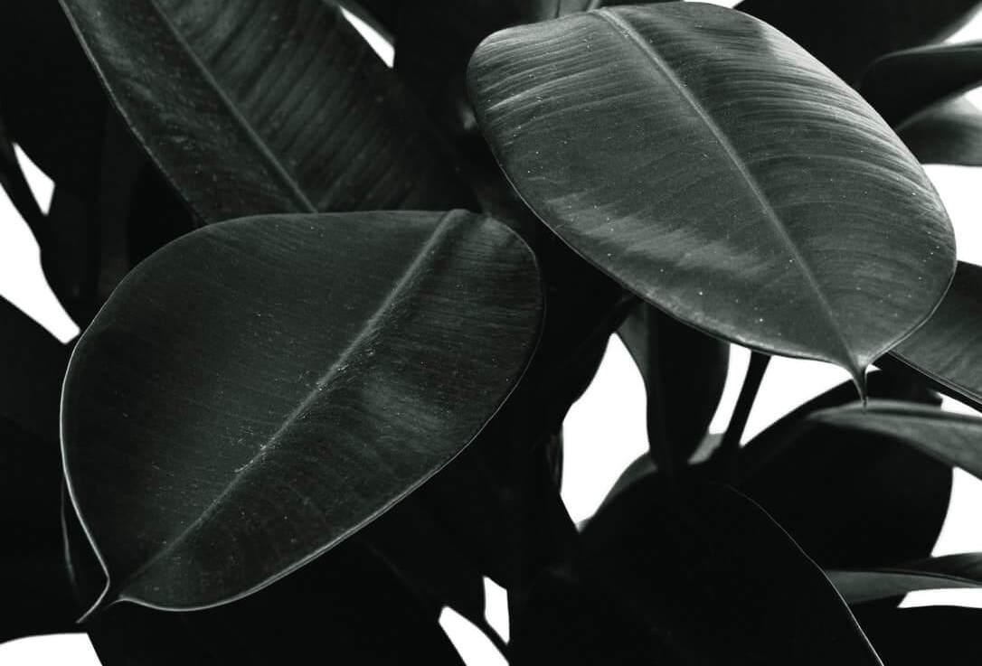 Plants under $25