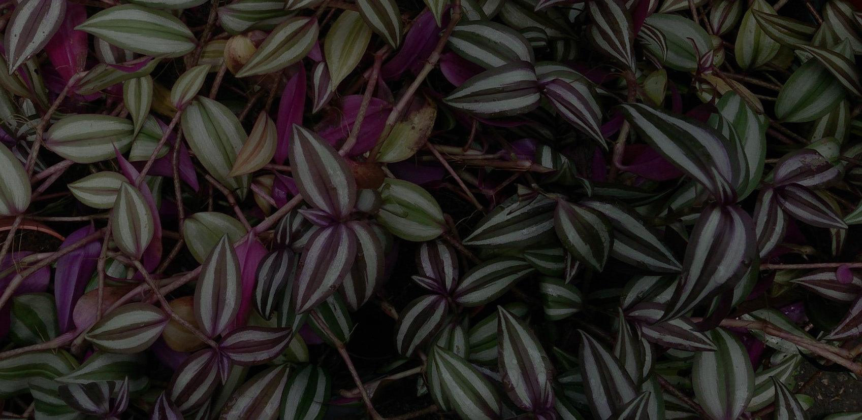 Tradescantia