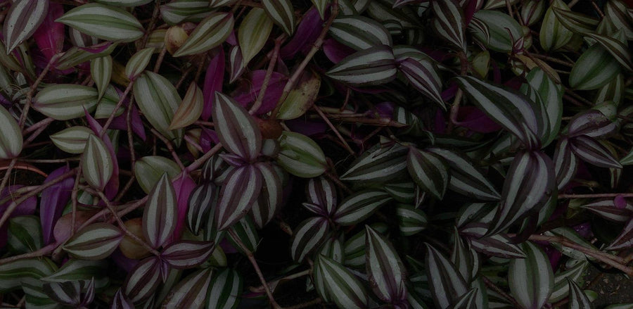 Tradescantia