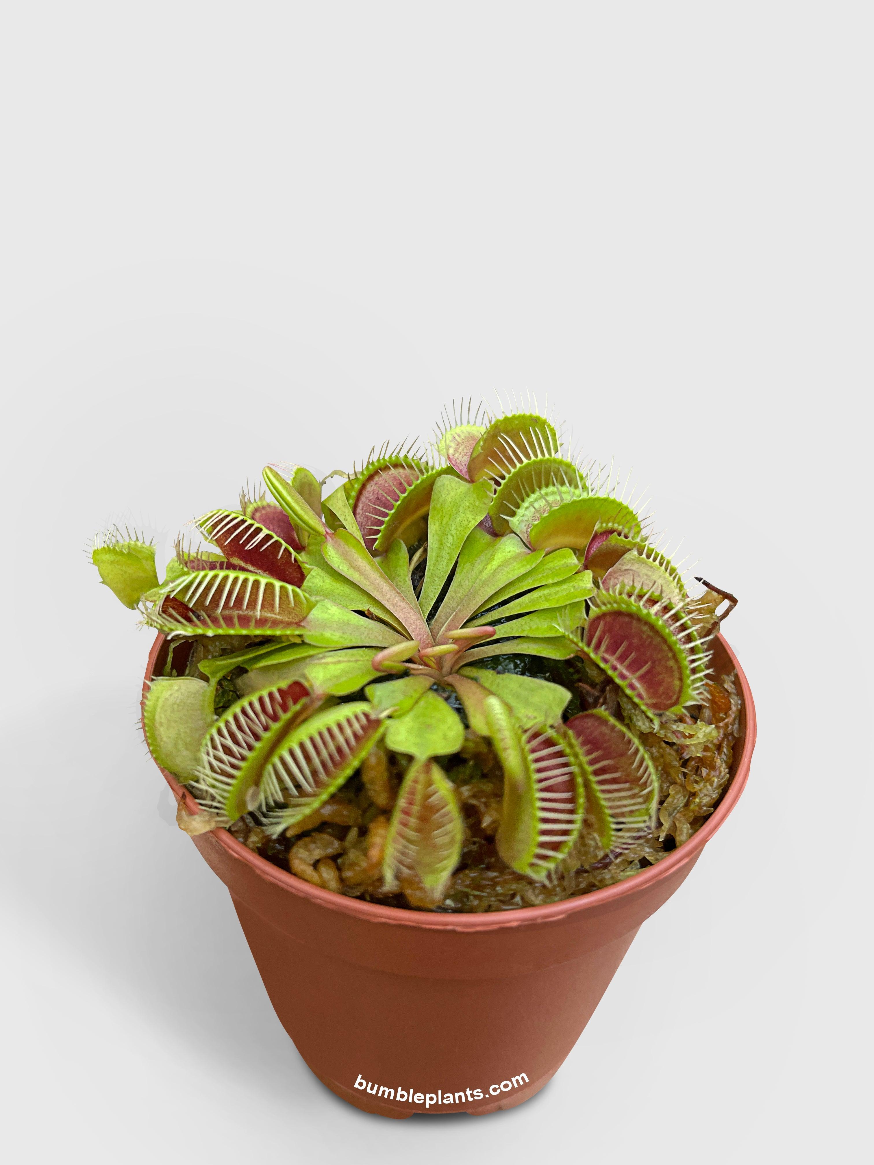 Carnivorous Plants