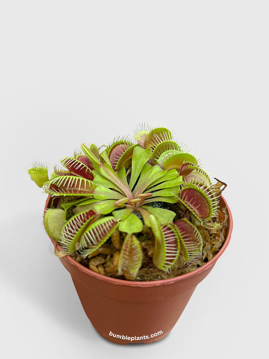 carnivorous-plants