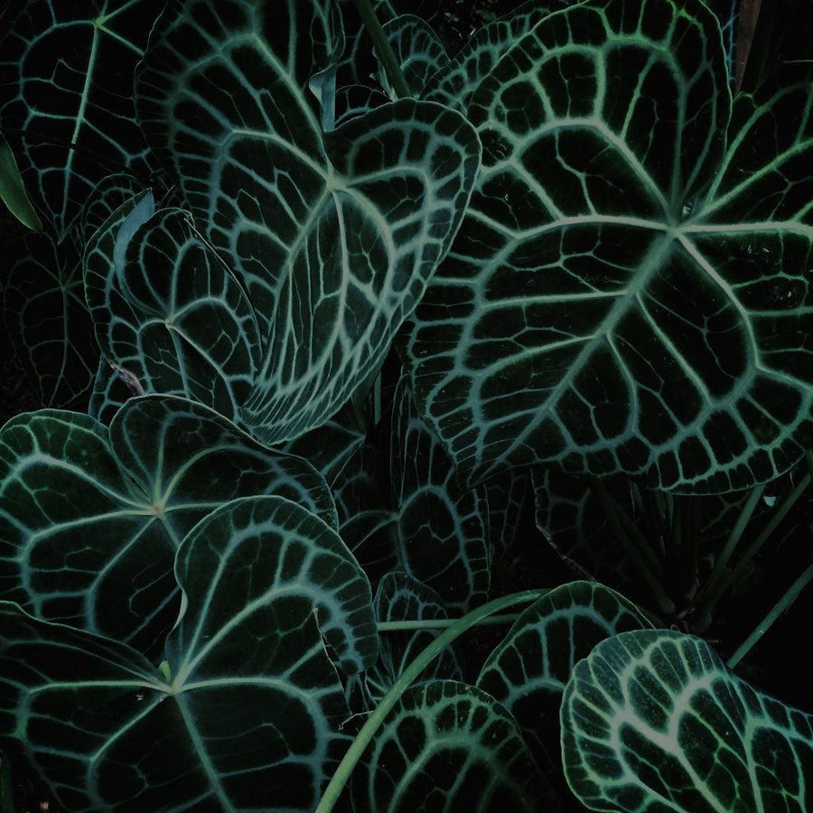 Anthurium