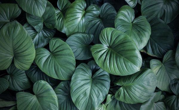 Homalomena