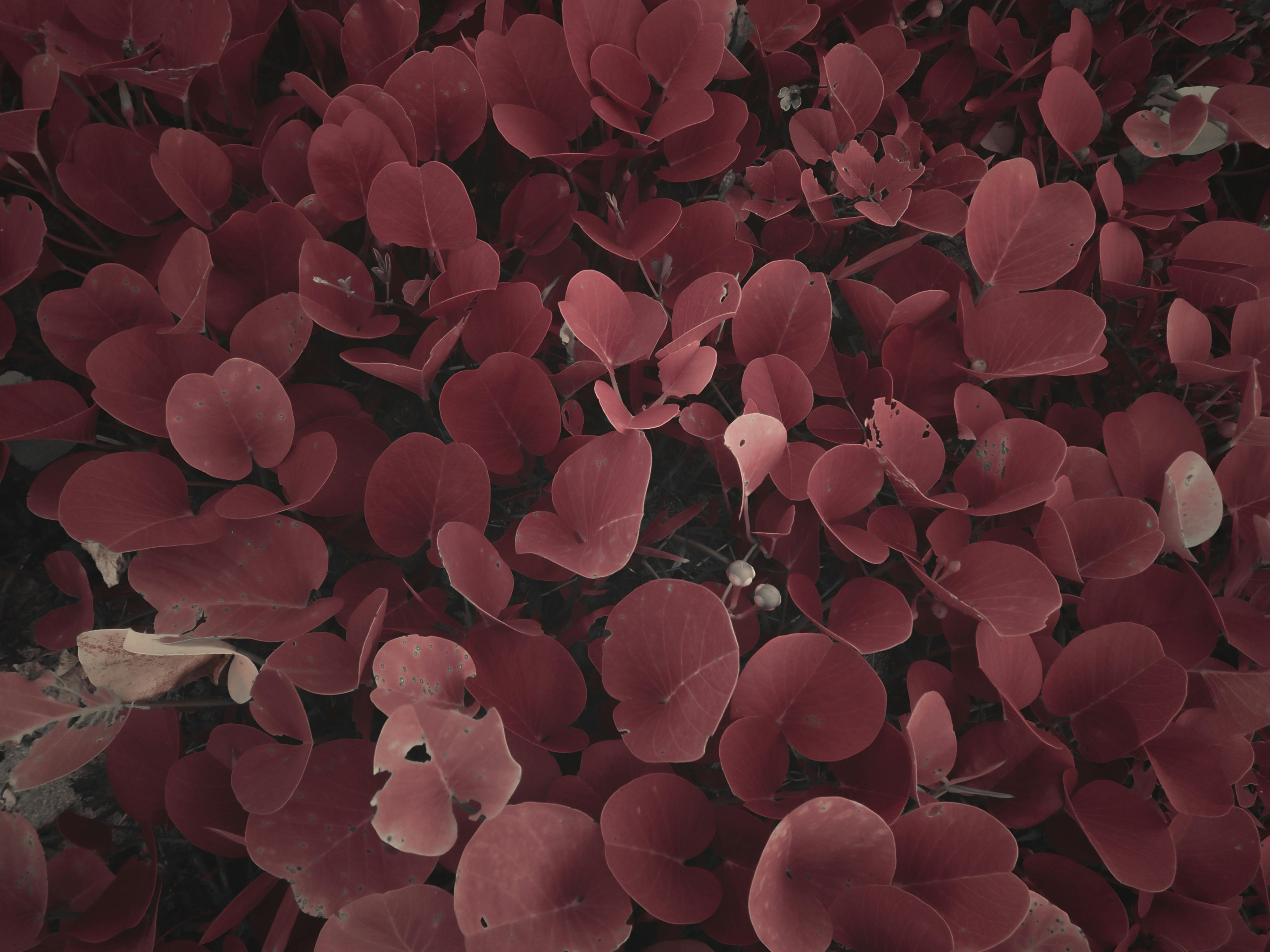 Purple Plants