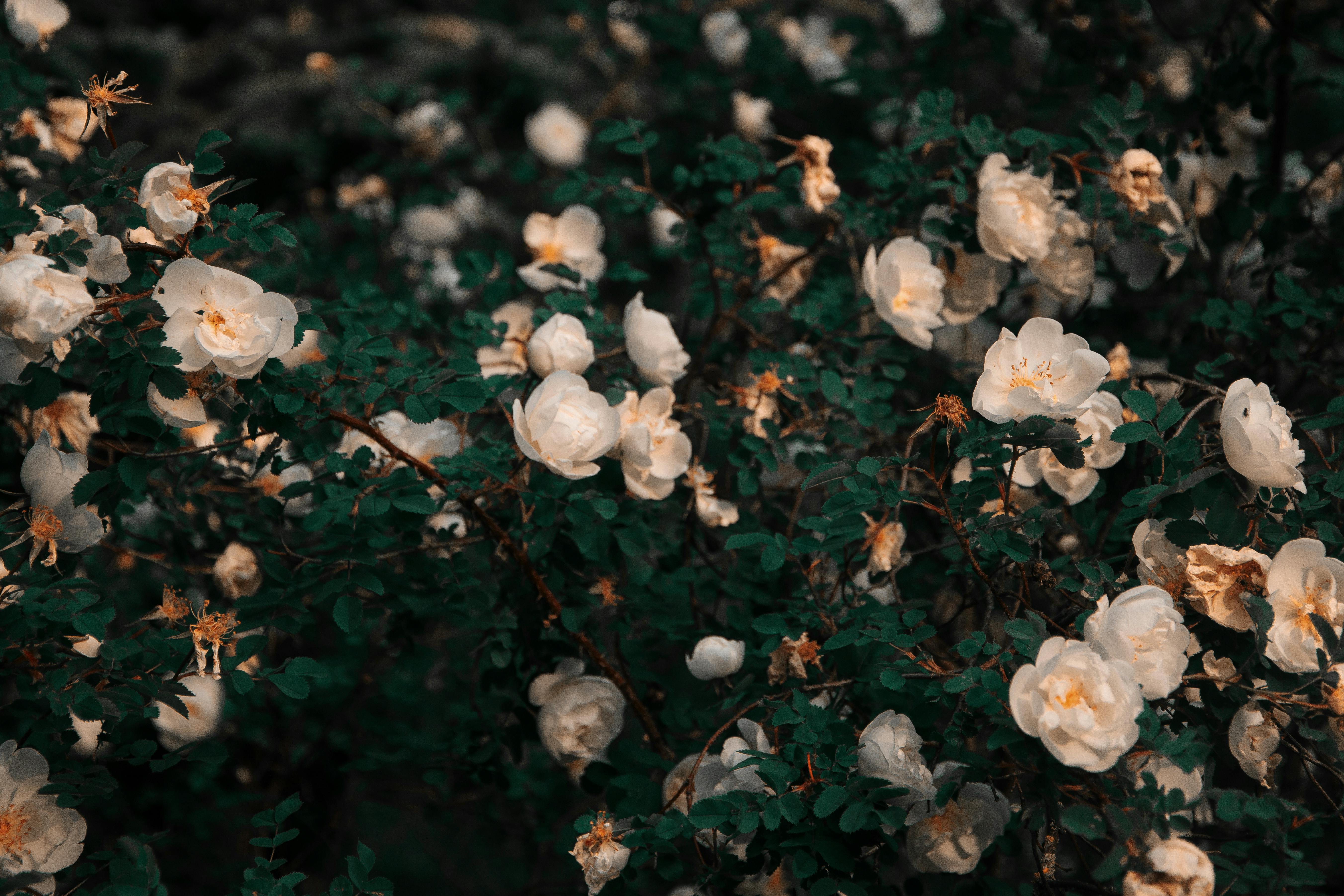 White Plants