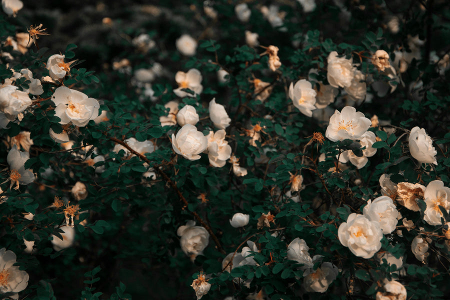 White Plants