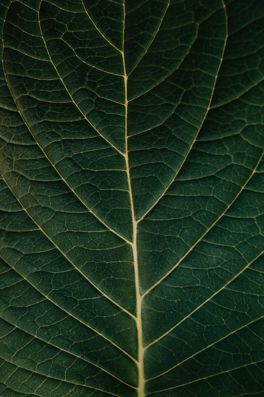 Waxy Plants