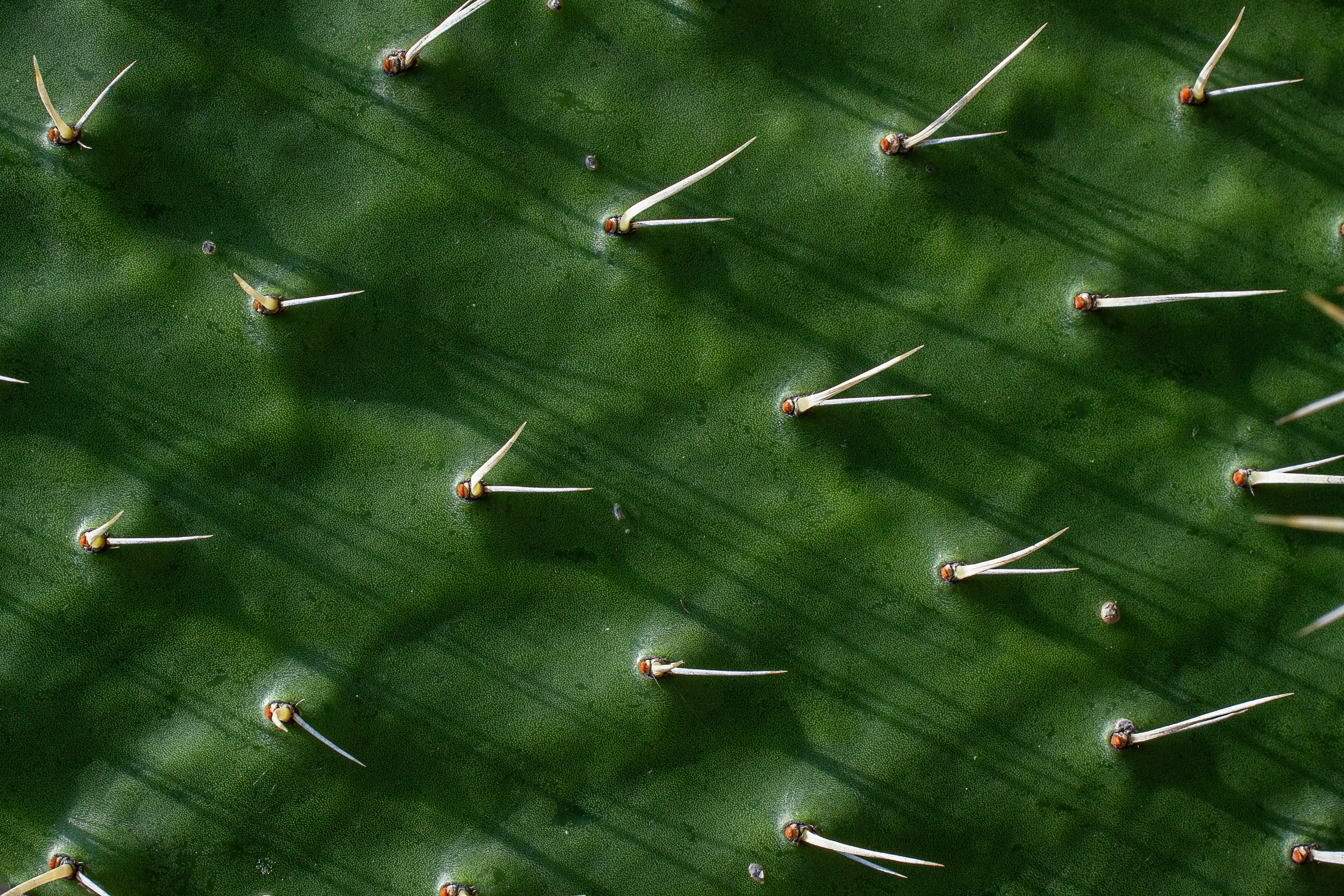 Prickly