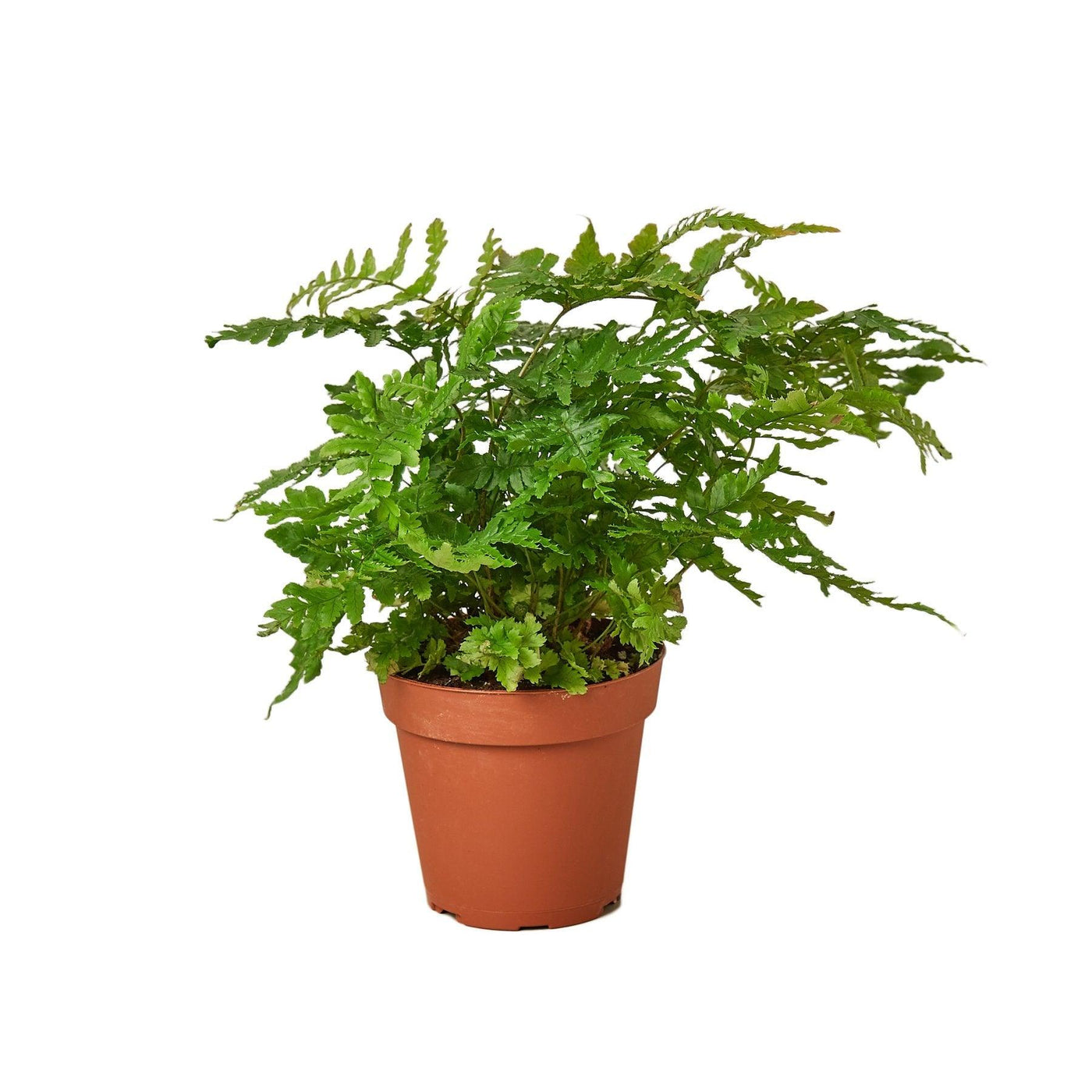'Autumn' Fern - Bumble Plants