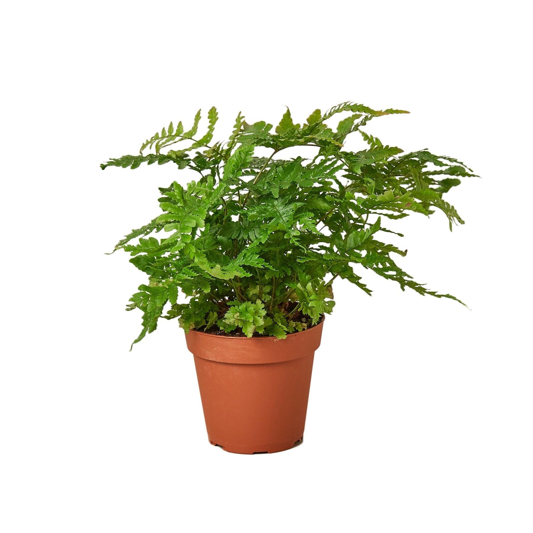 'Autumn' Fern - Bumble Plants