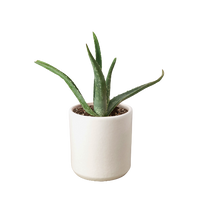Aloe Barbadensis Mill Vera