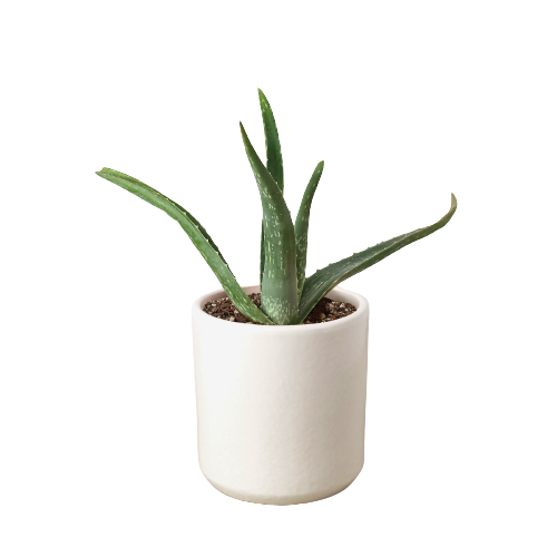 Aloe Barbadensis Mill Vera