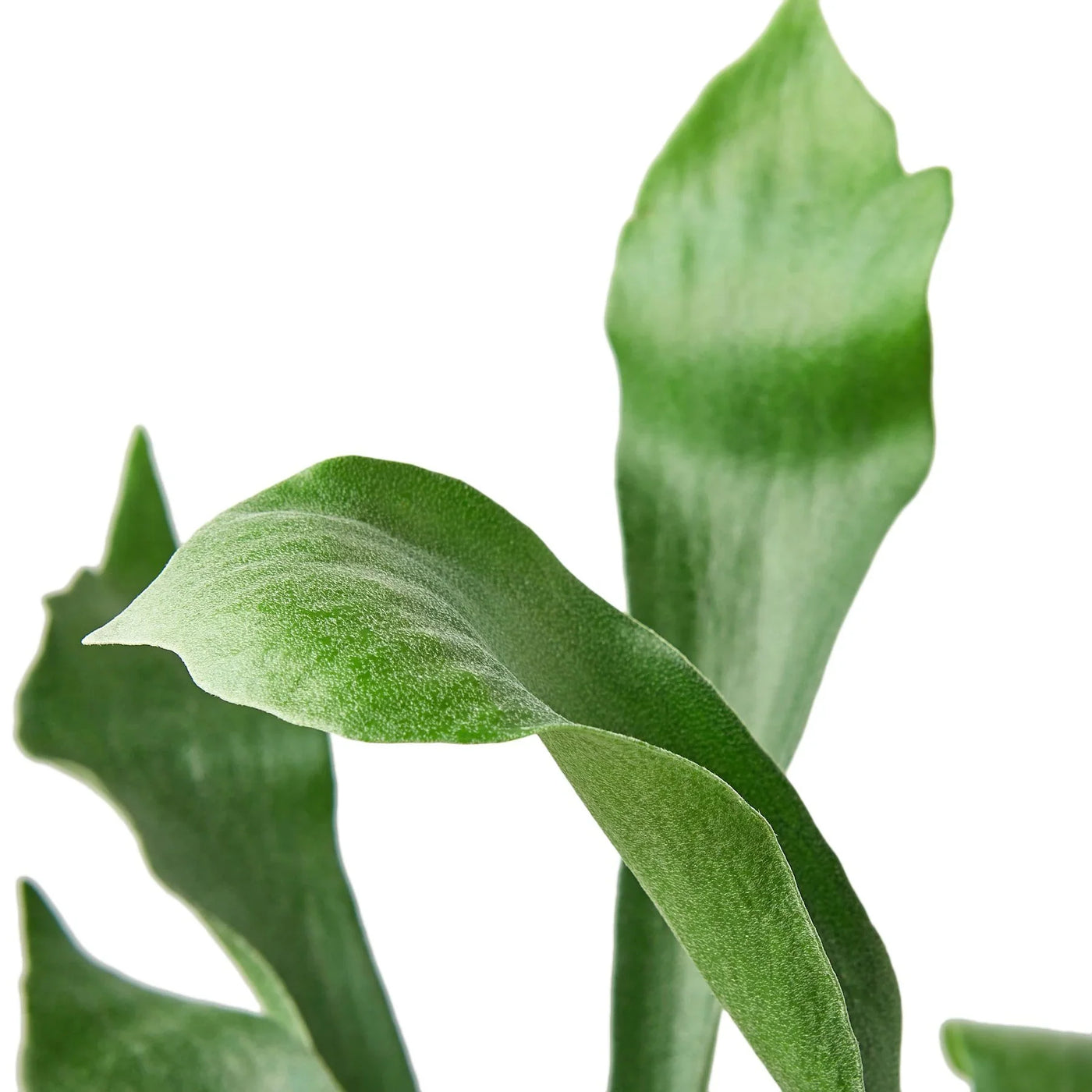 Platycerium Bifurcatum Staghorn Fern