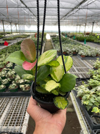 Hoya Australis Lisa