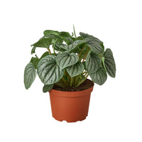 Peperomia Frost Silver Watermelon