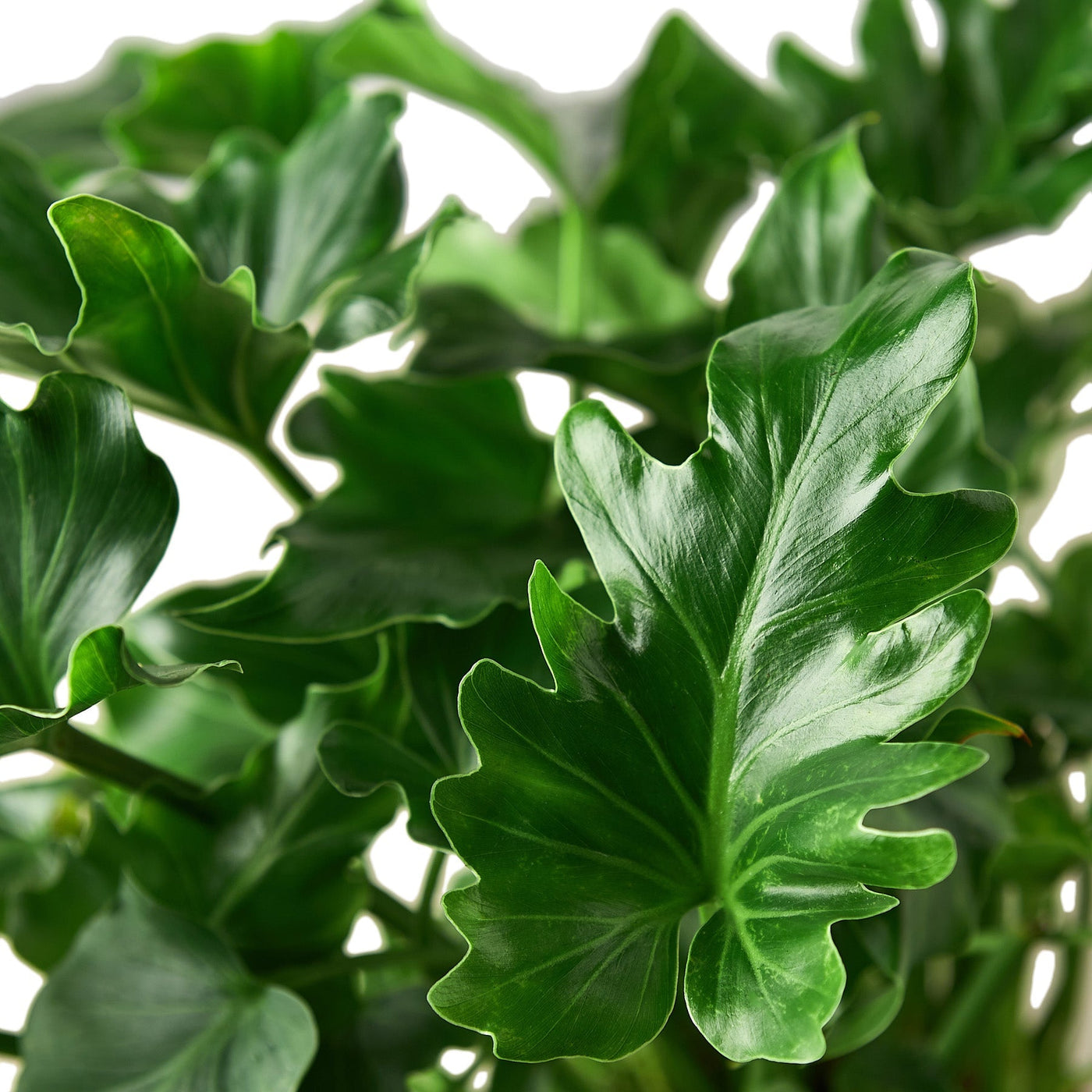 philodendron bipinnatifidum juvenile Philodendron ‘Little Hope' 6" Pot