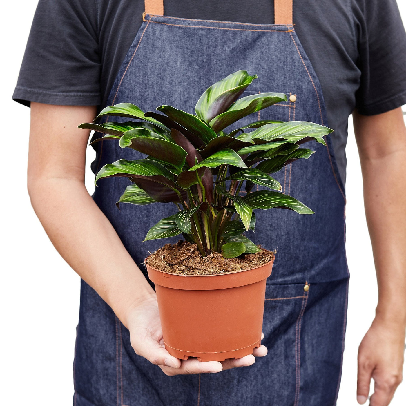 Calathea Peacock Beauty Star