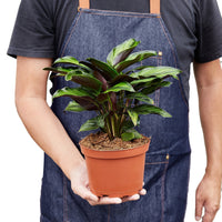 Calathea Peacock Beauty Star