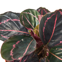 Calathea Dottie Roseopicta